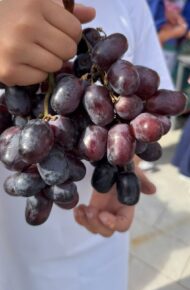 🍇🍂 AUTUNNO IN VENDEMMIA! 🍂🍇